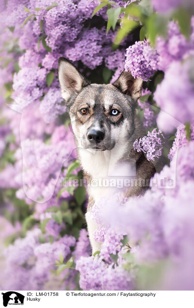 Husky / Husky / LM-01758