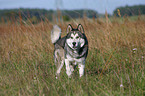 Siberian Husky Portrait