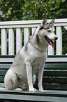 sitting Sibirian Husky