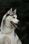 Sibirian Husky Portrait