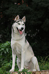 sitting Sibirian Husky