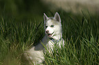 Siberian Husky Puppy