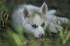 Siberian Husky Puppy