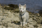 Siberian Husky Puppy