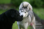 Siberian Husky and Labrador Retriever