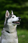 Siberian Husky Portrait