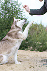 Siberian Husky gives paw