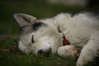 sleeping Siberian Husky