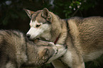 Siberian Huskys