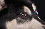 Siberian Husky eyes