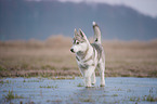 Husky Puppy