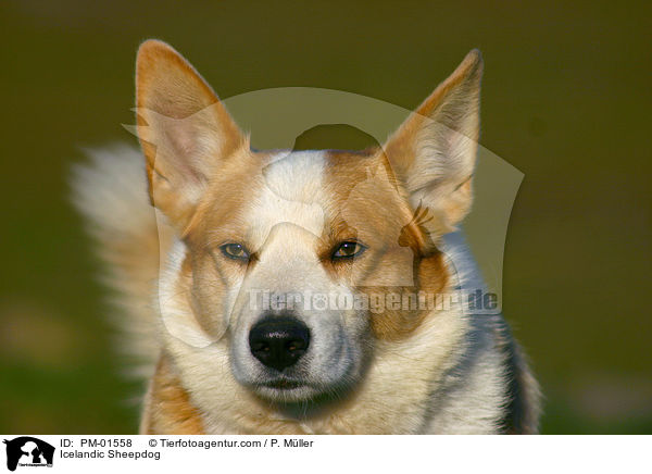 Islandhund / Icelandic Sheepdog / PM-01558