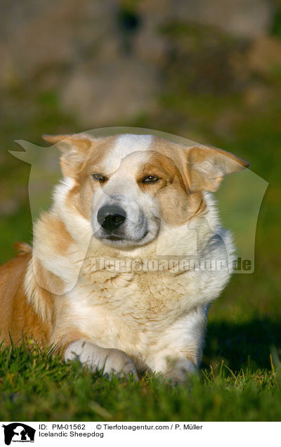 Islandhund / Icelandic Sheepdog / PM-01562