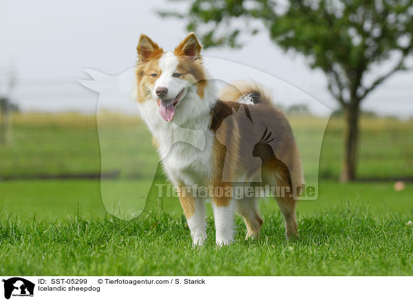 Islandhund / Icelandic sheepdog / SST-05299