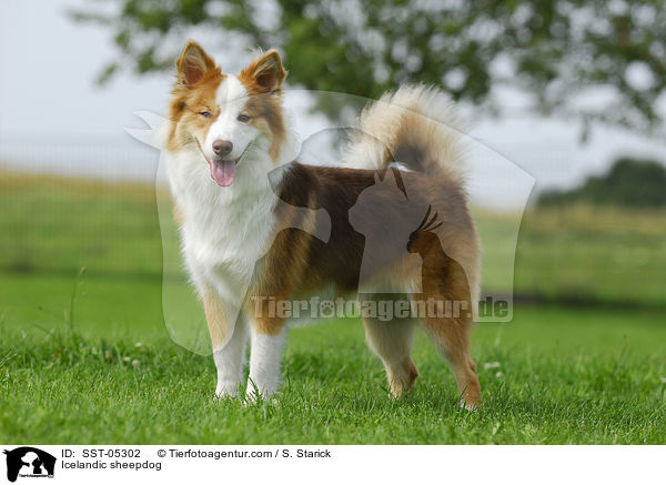 Icelandic sheepdog / SST-05302