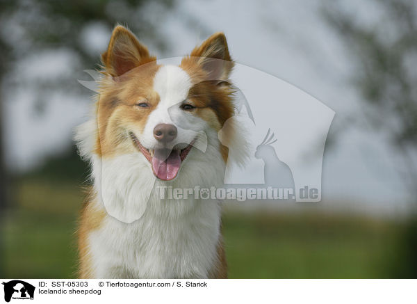 Islandhund / Icelandic sheepdog / SST-05303