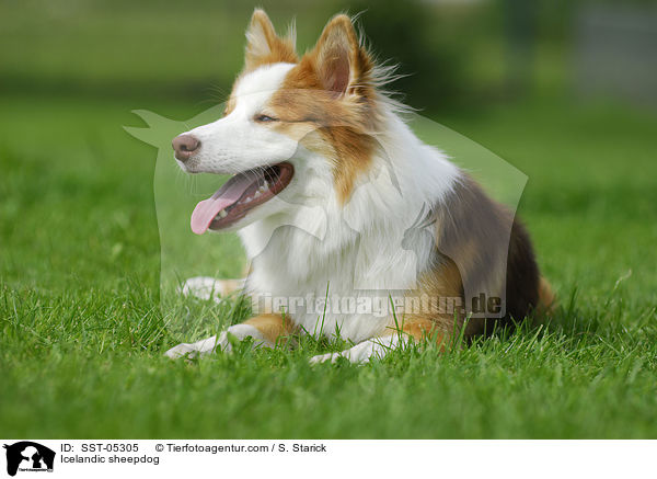 Islandhund / Icelandic sheepdog / SST-05305