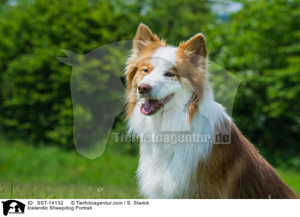 Icelandic Sheepdog Portrait / SST-14132