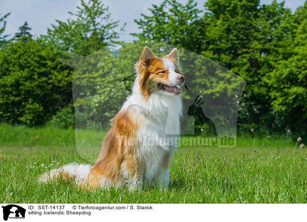 sitting Icelandic Sheepdog / SST-14137