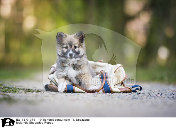 Islandhund Welpe / Icelandic Sheepdog Puppy / TS-01075