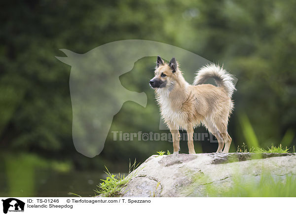 Islandhund / Icelandic Sheepdog / TS-01246