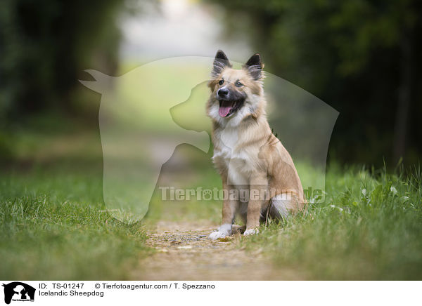 Islandhund / Icelandic Sheepdog / TS-01247