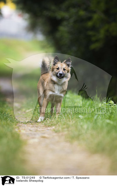 Islandhund / Icelandic Sheepdog / TS-01249