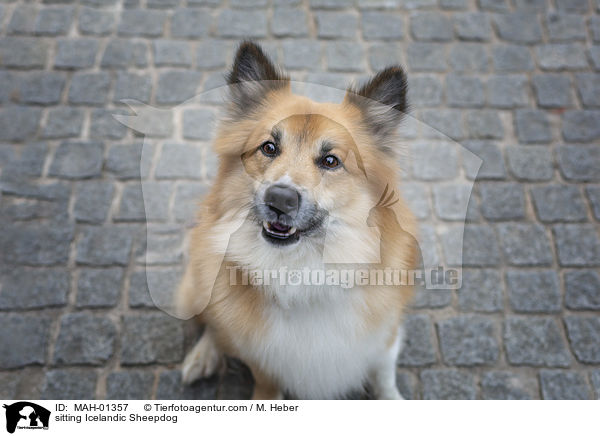 sitzender Islandhund / sitting Icelandic Sheepdog / MAH-01357