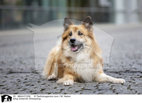 liegender Islandhund / lying Icelandic Sheepdog / MAH-01358