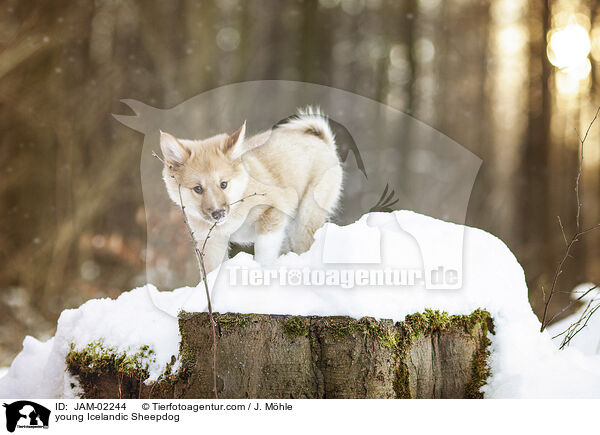 junger Islandhund / young Icelandic Sheepdog / JAM-02244