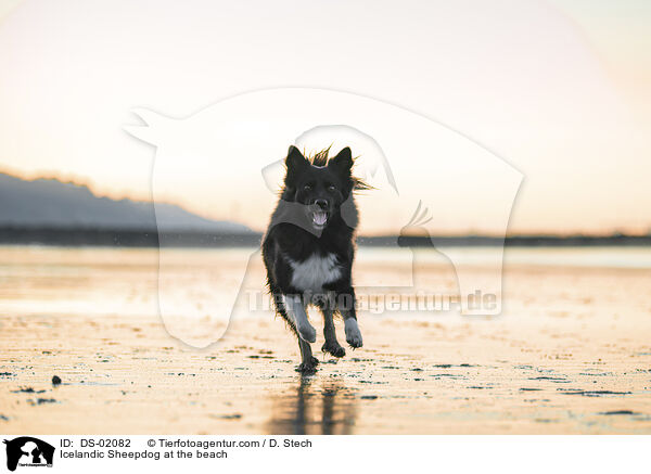 Islandhund am Strand / Icelandic Sheepdog at the beach / DS-02082