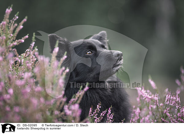 Islandhund im Sommer / Icelandic Sheepdog in summer / DS-02095