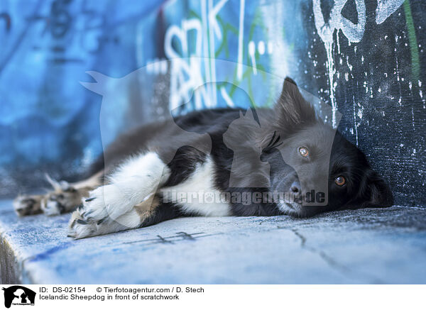 Islandhund vor Graffiti / Icelandic Sheepdog in front of scratchwork / DS-02154