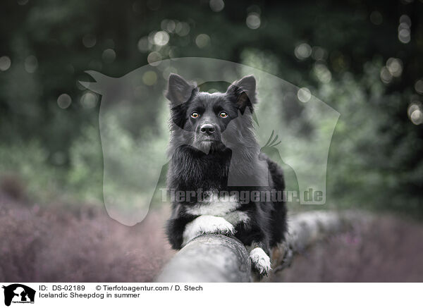 Icelandic Sheepdog in summer / DS-02189