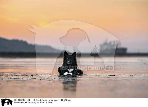 Islandhund am Strand / Icelandic Sheepdog at the beach / DS-02190