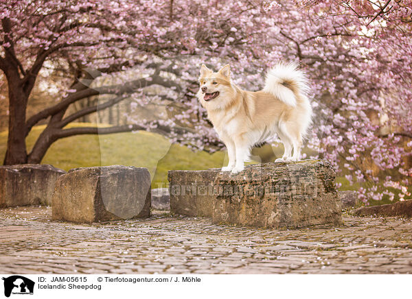 Islandhund / Icelandic Sheepdog / JAM-05615