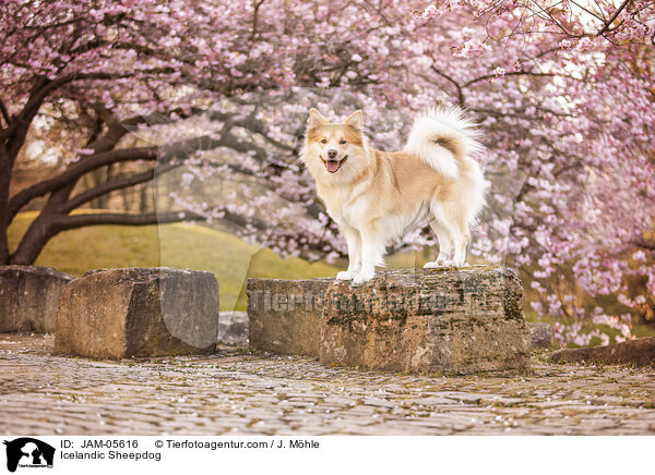 Islandhund / Icelandic Sheepdog / JAM-05616