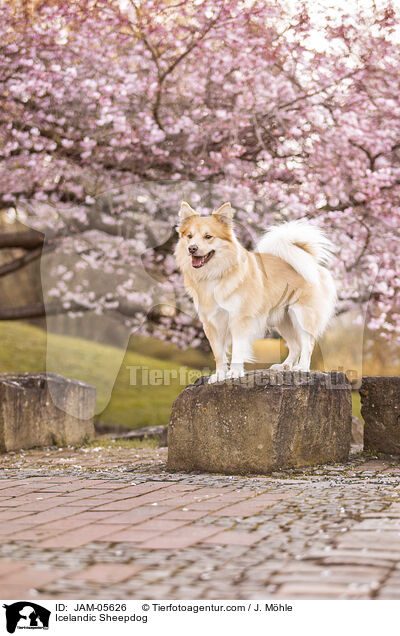 Islandhund / Icelandic Sheepdog / JAM-05626