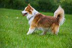 running Icelandic Sheepdog