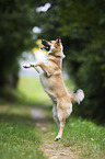 Icelandic Sheepdog