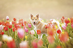 Icelandic Sheepdog