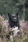 Icelandic Sheepdog in summer