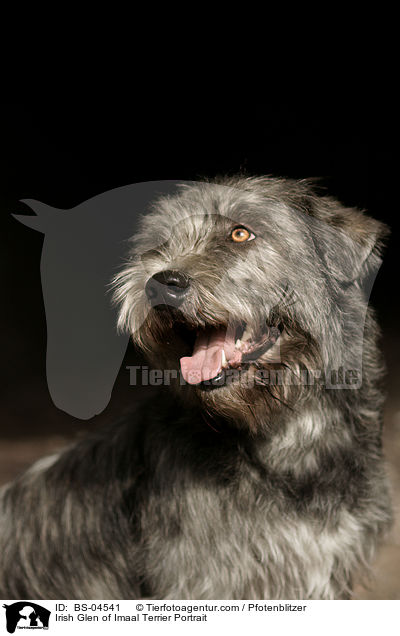Irish Glen of Imaal Terrier Portrait / Irish Glen of Imaal Terrier Portrait / BS-04541