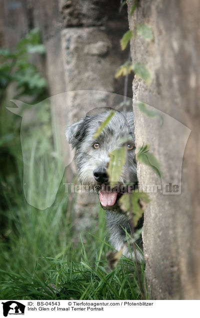 Irish Glen of Imaal Terrier Portrait / Irish Glen of Imaal Terrier Portrait / BS-04543