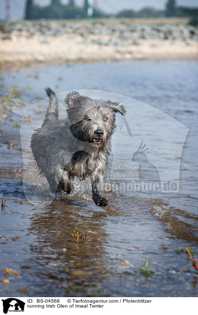 rennender Irish Glen of Imaal Terrier / running Irish Glen of Imaal Terrier / BS-04568