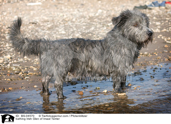 badender Irish Glen of Imaal Terrier / bathing Irish Glen of Imaal Terrier / BS-04570