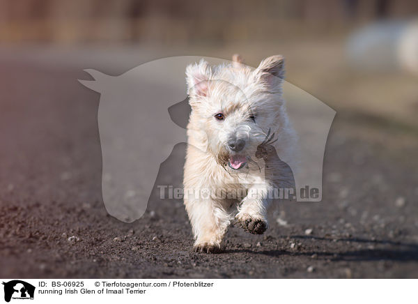 running Irish Glen of Imaal Terrier / BS-06925