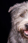 Irish Glen of Imaal Terrier Portrait