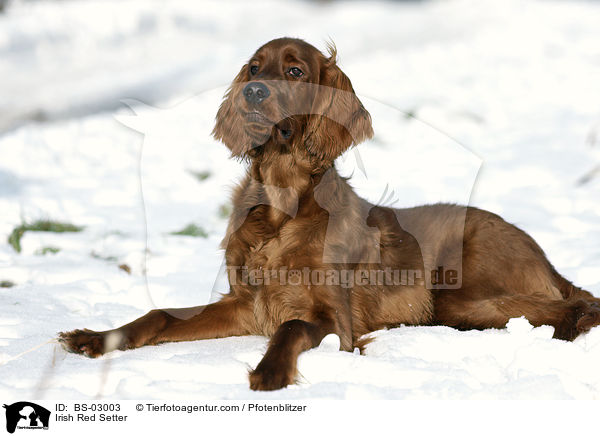 Irish Red Setter / BS-03003