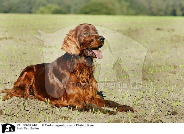 Irish Red Setter / BS-04246